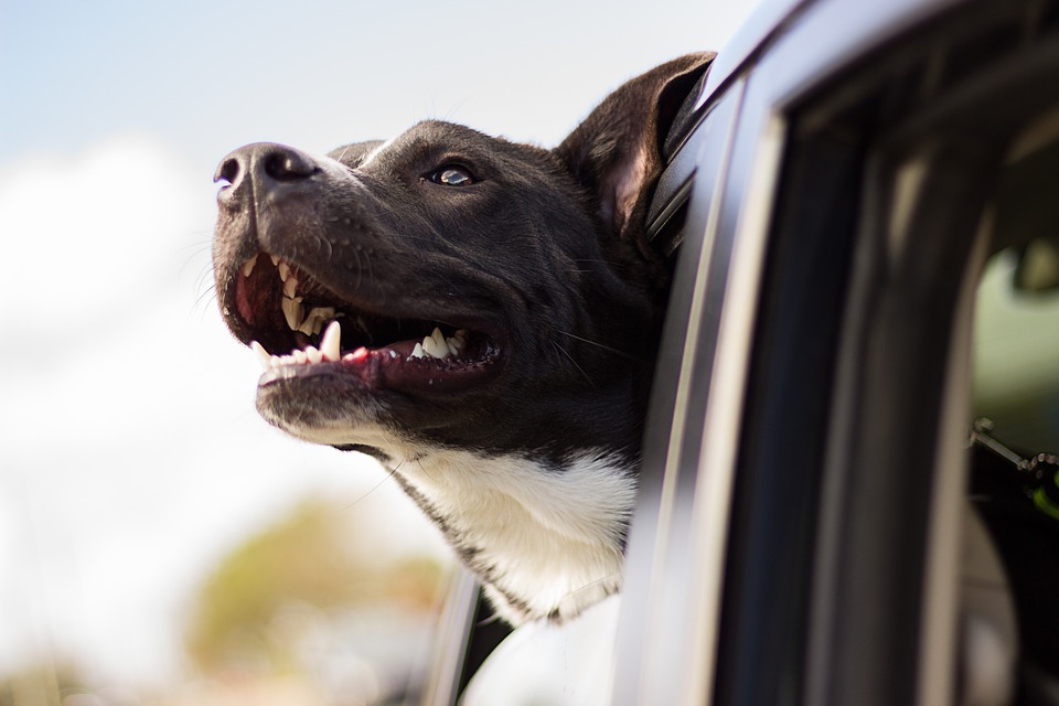 ¿Qué cubre y qué no cubre nuestro seguro para mascotas?