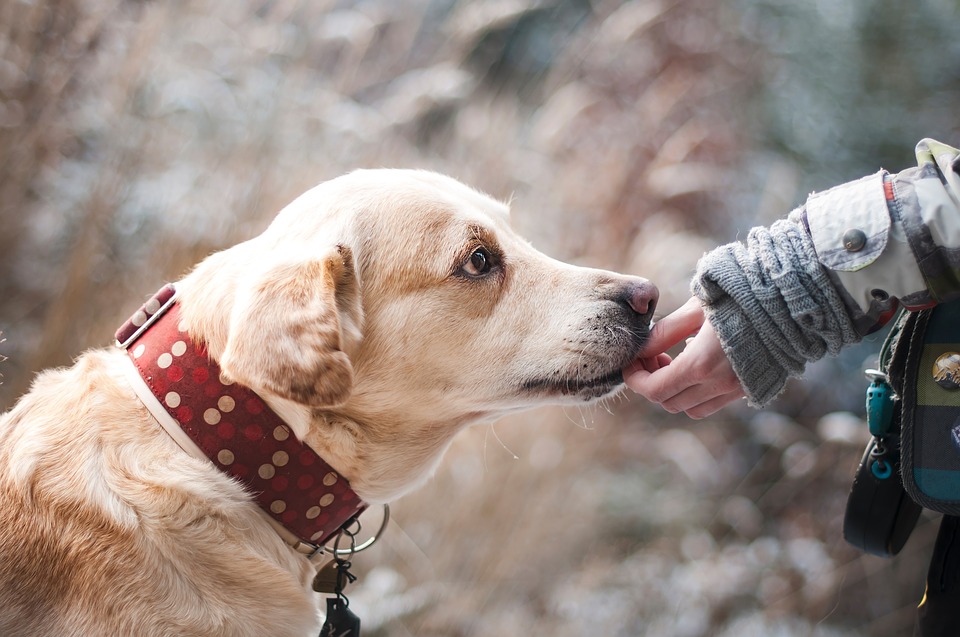 15 ventajas de contratar un seguro para perros